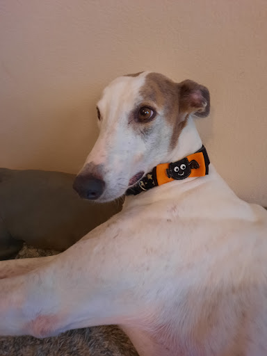Veterinary Behavior Solutions - Visual