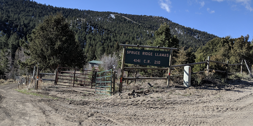 Spruce Ridge Llamas Gallery - United States