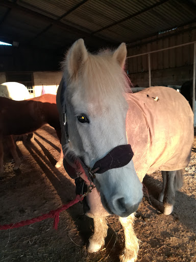 Newton Ferrers Equus - Thumbnail