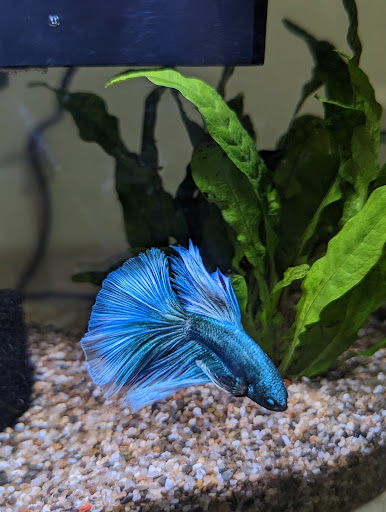 Hai Jing Aquarium - Thumbnail