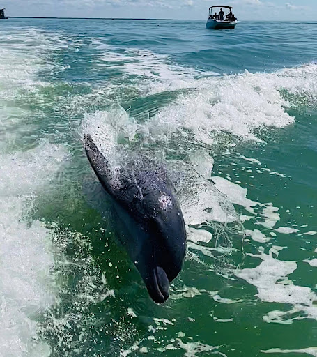 Marco Island Shelling Tours - 239-301-8914 - Thumbnail
