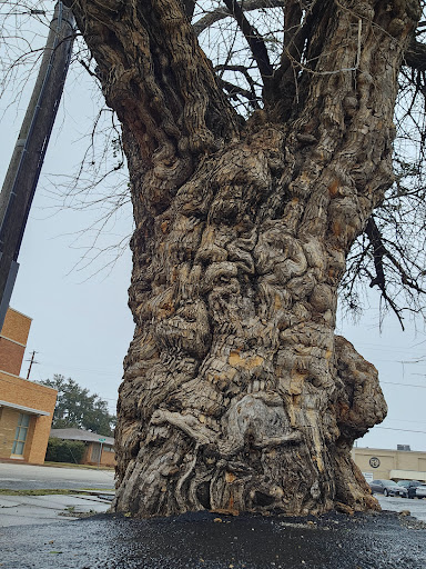 The gnarly tree - Thumbnail