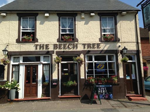 The Beech Tree - Visual