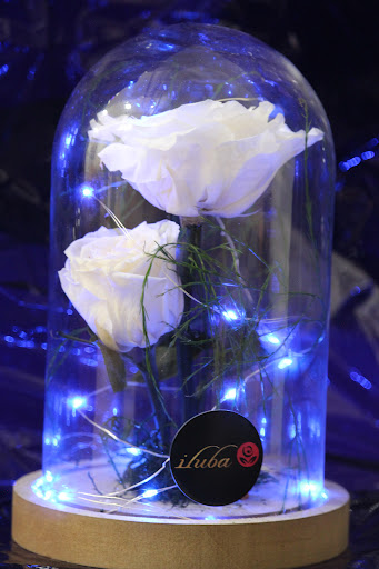 Iluba Spain - Visual