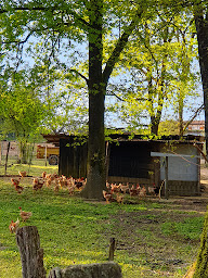Photo n°12 de Clos de Chaumont : Volailles Plein Air à Haux (Élevage de volailles)