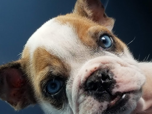 Consultorio Veterinario Wameru - Thumbnail