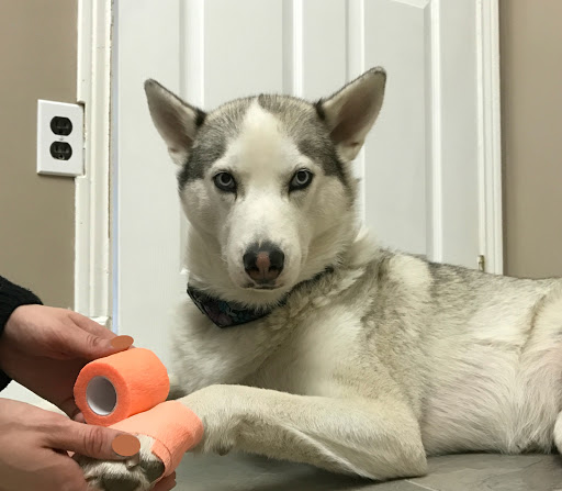 Snelgrove Veterinary Services - Thumbnail
