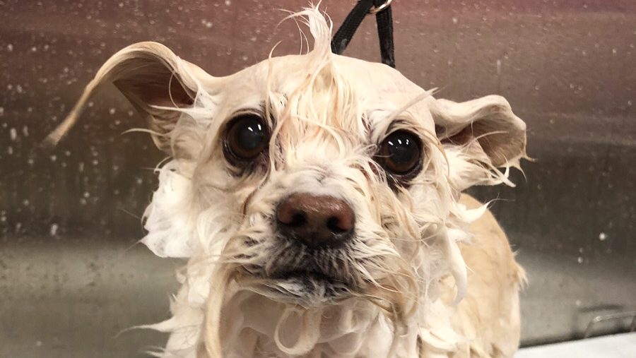 Doggie Dearest Pet Spa