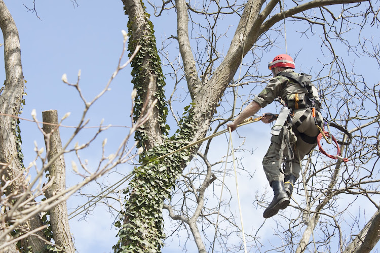Detroit Tree Service Pro