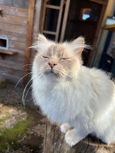 Photo de Pension féline La Chat'Made à Ramonchamp (88160)
