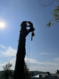 Photo n°3 de Top'Arbre à Beauzac (Paysagiste)