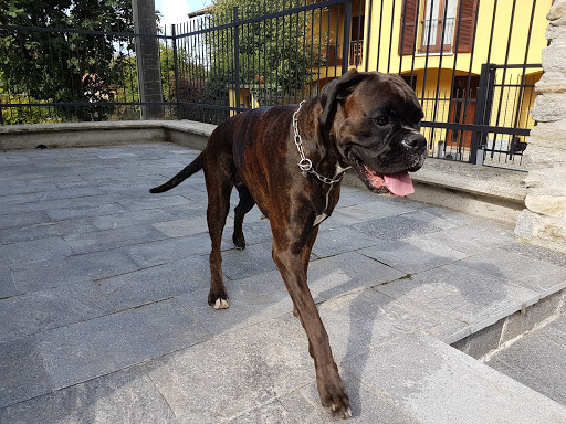 Ambulatorio Veterinario Dr. Sabrina Terni - Thumbnail