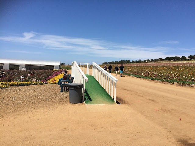 The Flower Fields