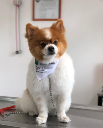 Hospital Veterinario De Especialidades Chapultepec