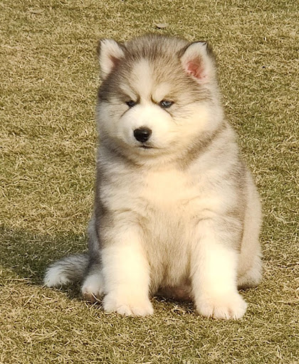 Top quality siberian husky puppies available in Lucknow for more details please call or whatsapp… post image