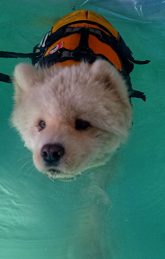 Photo de Canino terre Happy à Cormeilles (27260)