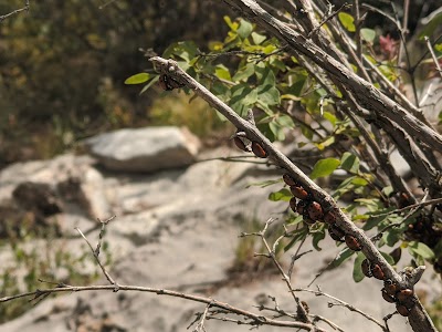 North crest trail