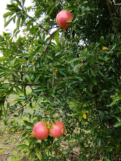 ケアステーションささゆり