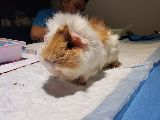zoommum veterinaria
