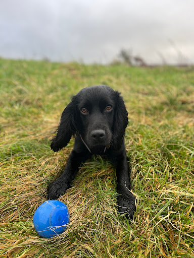CrumPets Vet Clinical Support - Thumbnail