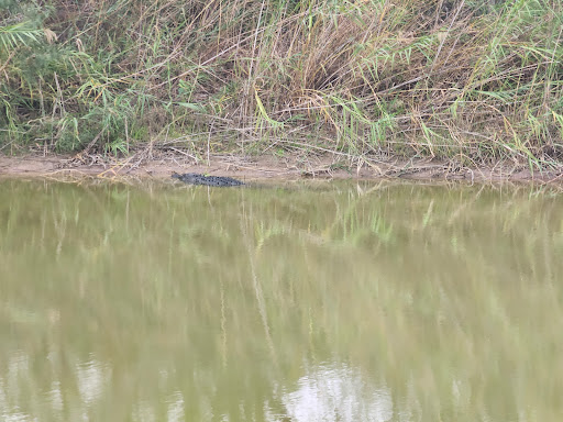 Alligator trail - Visual