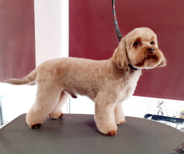 Studio Pielęgnacji Psów MAXI - Inny