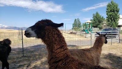 Utah Valley Llamas
