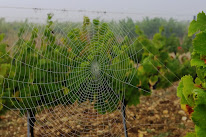 Domaine As Clots à Cestayrols