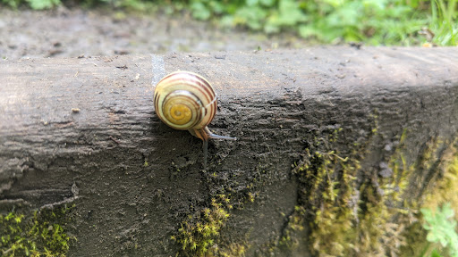 Foxhill Bank Nature Reserve - Thumbnail