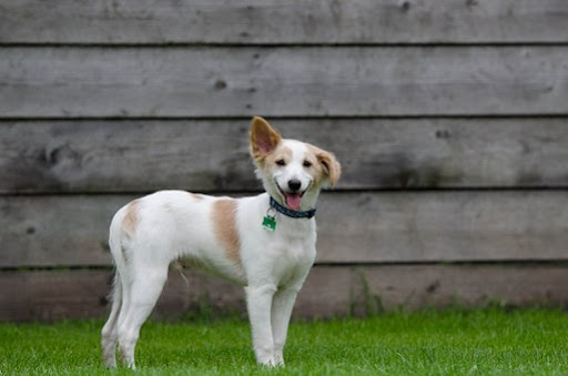 Fforest Boarding Kennels & Cattery Ltd - Thumbnail
