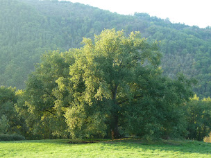 Photo n°48 de La Vie au Grand Vert, B&Bio végétarien en Aveyron-Ségala à Saint-André-de-Najac (Maison d'hôtes)