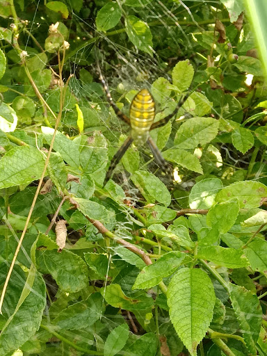 Taunton River Wildlife Management Area