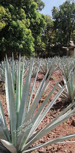 SERVI TOUR AGAVE AZUL S.A. DE C.V. - Thumbnail