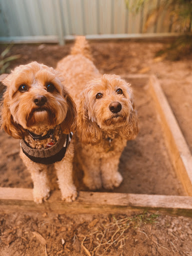 Canineology Centre - Thumbnail
