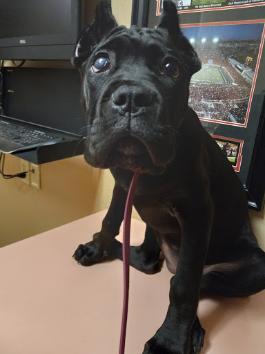 Dimmitt Veterinary Clinic - Thumbnail
