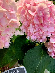Photo n°12 de Herbes Ô Anges à Versailles (Fleuriste)
