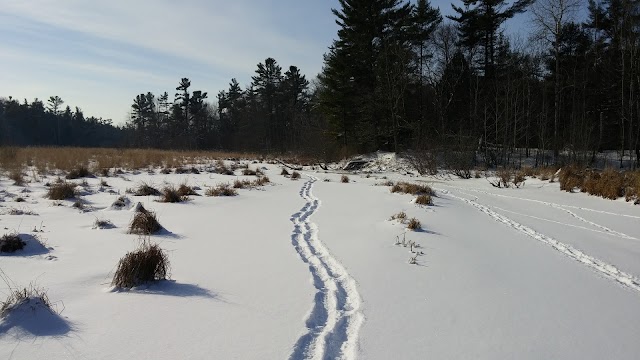Point Beach State Forest