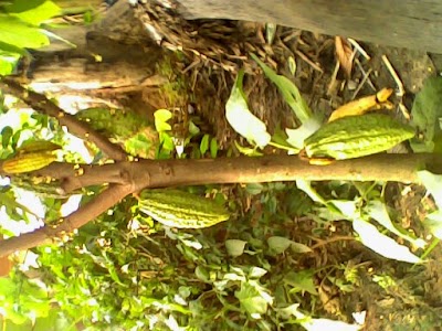 Photos of camp mbarga