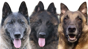 Photo n°7 de Élevage du Domaine d’Helektra à Courgivaux (Éleveur de chiens)