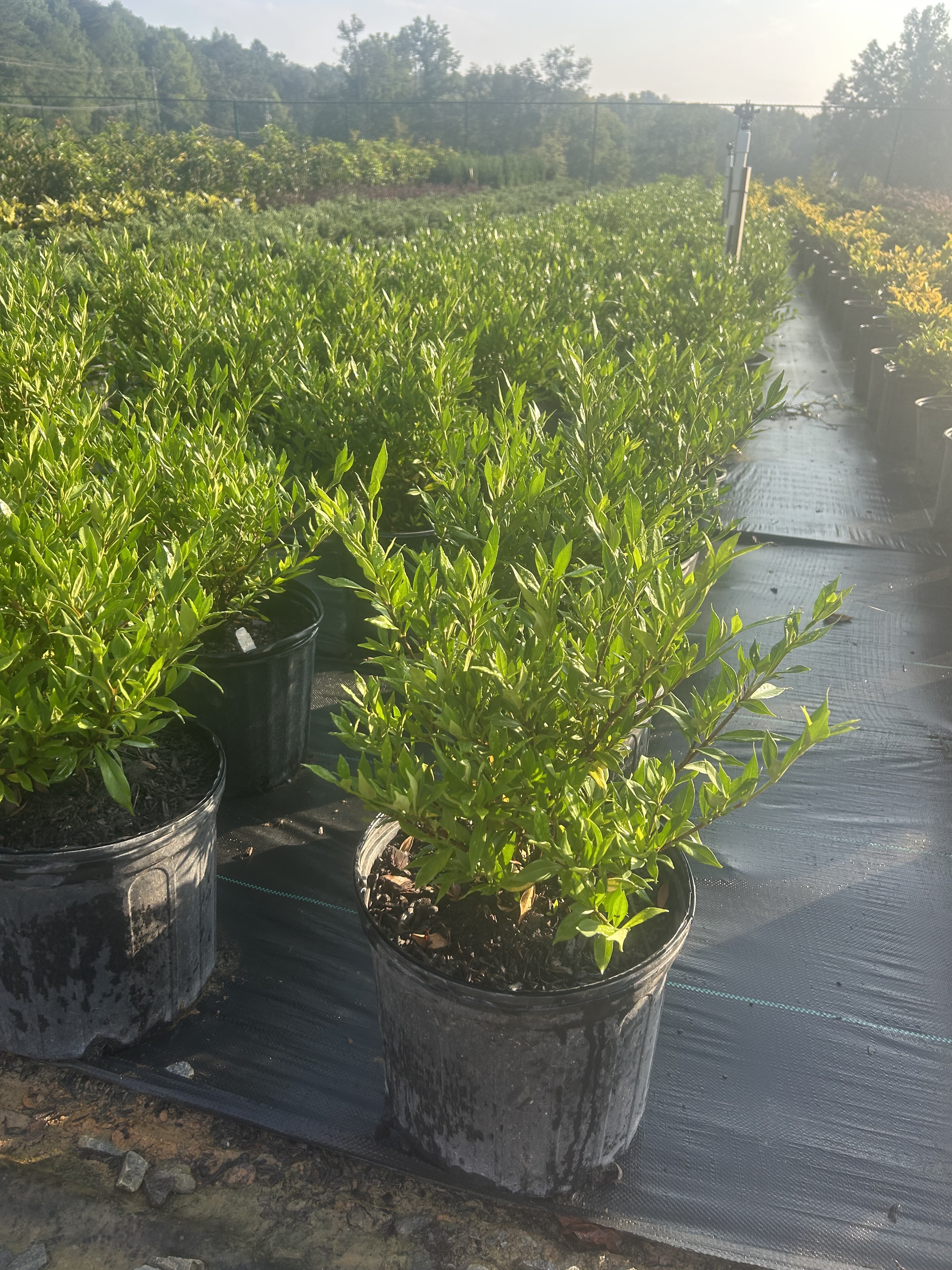Simpatico Nursery