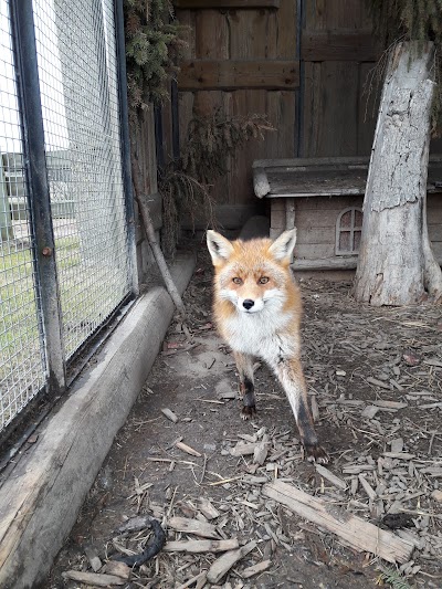Photos of Riga Zoo affiliate "Cīruļi&rdquo;