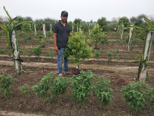 Indian Sandalwood Farms For Horticulture And Forestry Plants