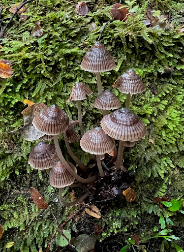 Eves Valley Scenic Reserve - Thumbnail
