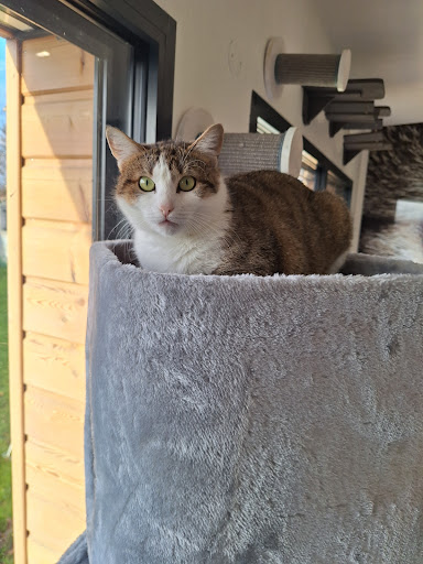 Bar à papattes(bar à chats) - Thumbnail