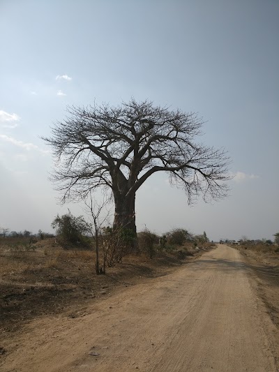 Photos of Bushman's Baobab