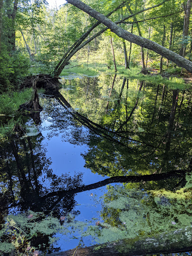 Wildcat Forest - Thumbnail