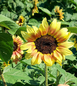 Vanderview Farms 2200 County Rd 45, Norwood, ON K0L 2V0, Canada