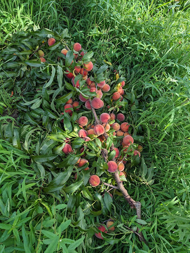 Bush Neck Farm - Thumbnail