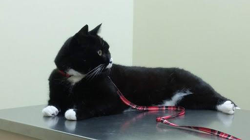 Carnegy Animal Hospital - Thumbnail