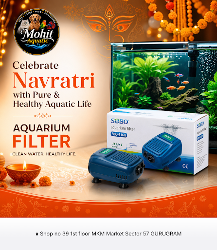 Explore high-quality aquarium filters at MOHIT AQUATIC to keep your fish healthy and clean. Celeb… post image